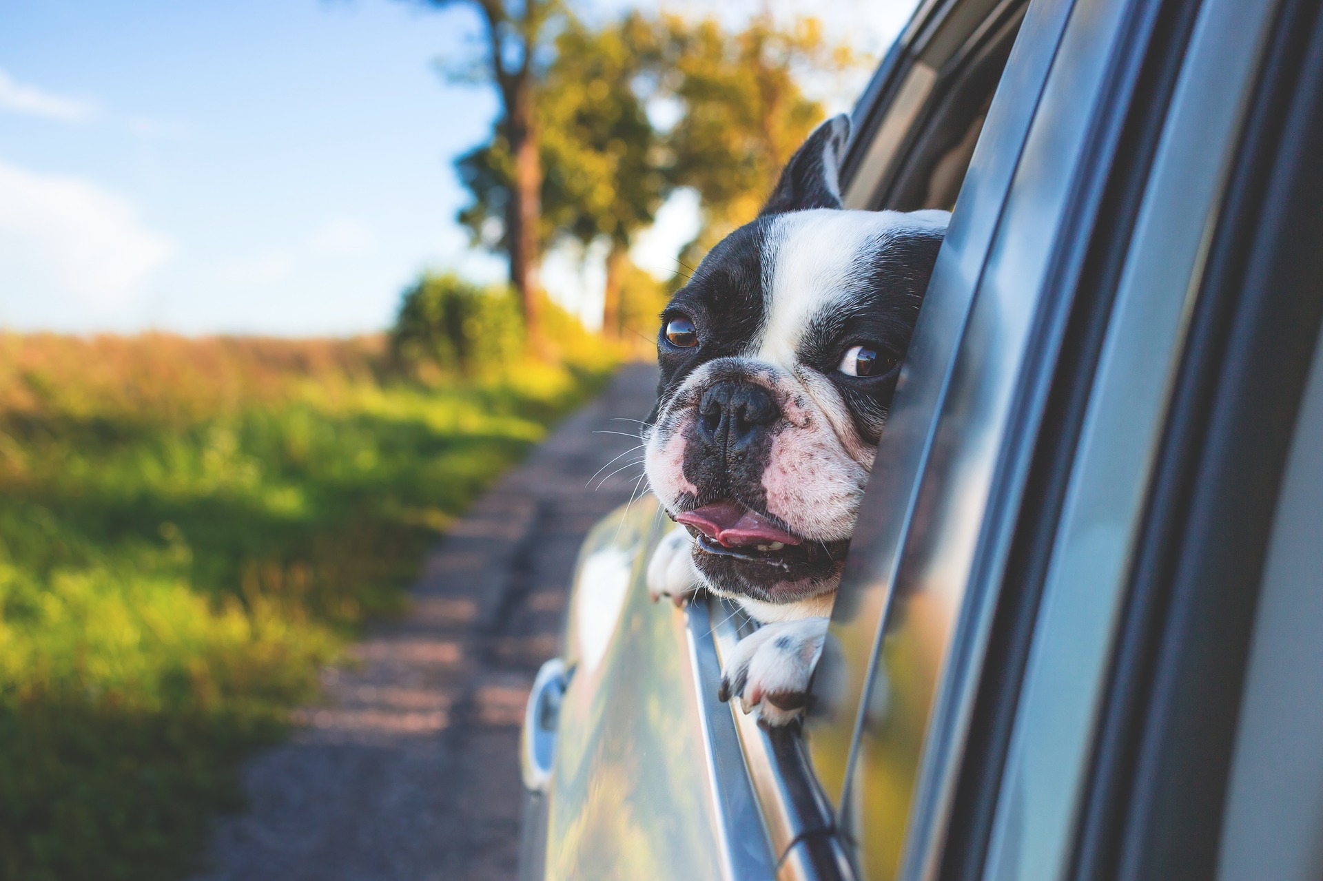 dog on a car